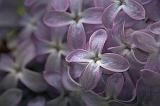 Lilac Closeup_49247